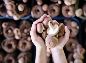 ¿Qué es el selenio? Beneficios, usos y fuentes para la salud óptima