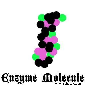 ¿Cómo funcionan las enzimas en su cuerpo?