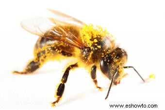 Dosis diaria de polen de abeja y tipos para probar