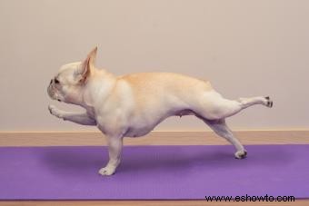 6 posturas de yoga para perros para probar con tu cachorro