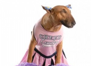 Guía Práctica: Cómo Elegir y Usar Gráficos de Mascotas Escolares Efectivos