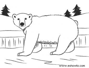 Cómo dibujar un oso polar