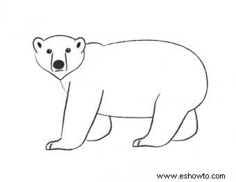 Cómo dibujar un oso polar