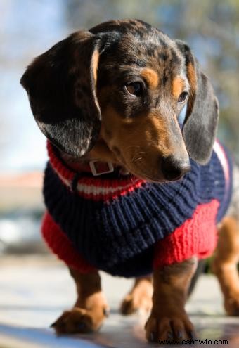 Tejer abrigos para perros