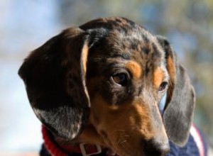 Tejer abrigos para perros