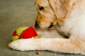 Tejer juguetes para perros