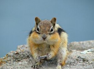 Nombres de animales en francés