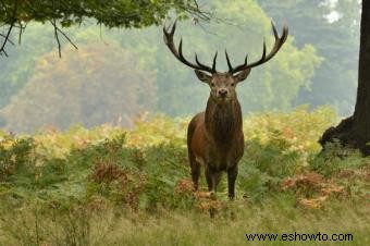 Nombres de animales en francés