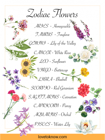 Flores de signos del zodiaco:encuentra tu flor perfecta