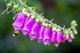 Flores de signos del zodiaco:encuentra tu flor perfecta