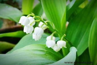 Flores de signos del zodiaco:encuentra tu flor perfecta