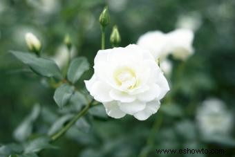 Flores de signos del zodiaco:encuentra tu flor perfecta