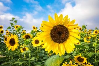 Flores de signos del zodiaco:encuentra tu flor perfecta