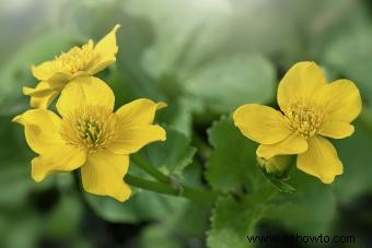 Flores de signos del zodiaco:encuentra tu flor perfecta