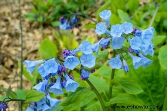 Flores de signos del zodiaco:encuentra tu flor perfecta