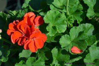 Flores de signos del zodiaco:encuentra tu flor perfecta