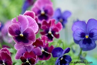 Flores de signos del zodiaco:encuentra tu flor perfecta