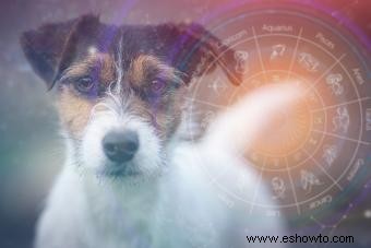 Horóscopos para perros:la personalidad de tu cachorro, según las estrellas