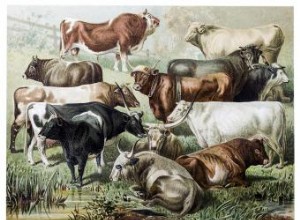 9 Rasgos de Personalidad Potentes de Tauro: Estabilidad, Fuerza y Sensualidad Reveladas