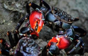 Cáncer Signo Animal en Astrología 