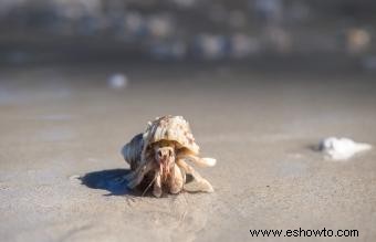 Cáncer Signo Animal en Astrología 