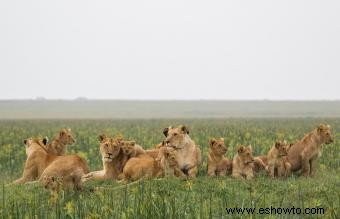 Signo animal de Leo y propósito en el zodíaco 