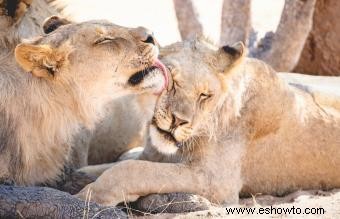 Signo animal de Leo y propósito en el zodíaco 