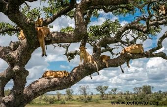 Signo animal de Leo y propósito en el zodíaco 