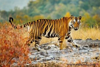 Año chino del tigre:Desglose de expectativas