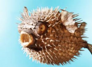 Las Mascotas Exóticas Más Peligrosas: Riesgos Reales y Advertencias Esenciales