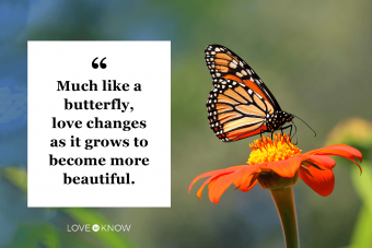 50 hermosas citas de mariposas para inspirarte