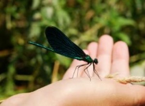 Guía Completa de Kirigami para Libélula: Instrucciones Gratuitas y Consejos Expertos