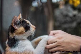 ¿Qué hace un psíquico de mascotas? 6 servicios que ofrecen