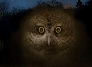 La Lechuza: Leyenda, Avistamientos y Cómo Protegerte de la Bruja Búho