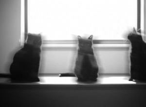 ¿Qué son las mascotas paranormales? Relatos reales de encuentros con espíritus de animales