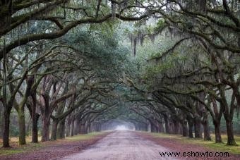 15 mejores tours de fantasmas de Savannah para entusiastas de lo paranormal 