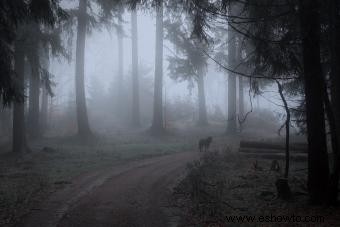 7 historias cortas de fantasmas en fogatas para asustarte en la oscuridad