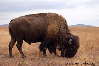 29 animales espirituales nativos americanos (y sus significados)