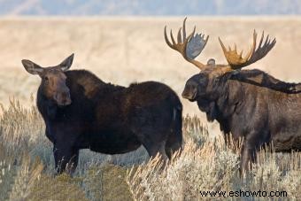 29 animales espirituales nativos americanos (y sus significados)