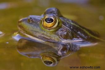 29 animales espirituales nativos americanos (y sus significados)