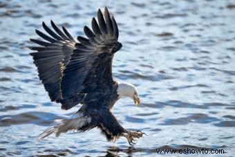 29 animales espirituales nativos americanos (y sus significados)