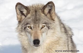 8 Significados de los animales espíritu lobo explicados