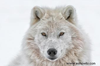 8 Significados de los animales espíritu lobo explicados