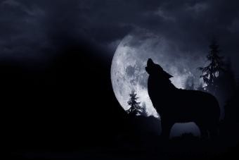 8 Significados de los animales espíritu lobo explicados