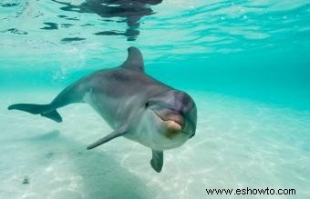 Símbolos de animales espíritu delfín y rasgos de personalidad comunes