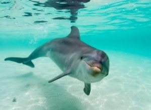 Símbolos de animales espíritu delfín y rasgos de personalidad comunes