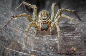 Animal espíritu araña Significado:¿Puede este símbolo guiarte?