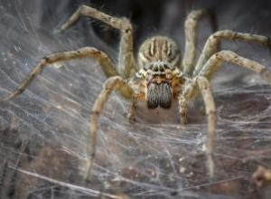 Animal espíritu araña Significado:¿Puede este símbolo guiarte?