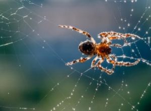 Significados Espirituales de la Araña: Guía Experta sobre su Impacto en tu Camino Espiritual