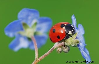 El significado espiritual de la mariquita:un poder diminuto pero positivo